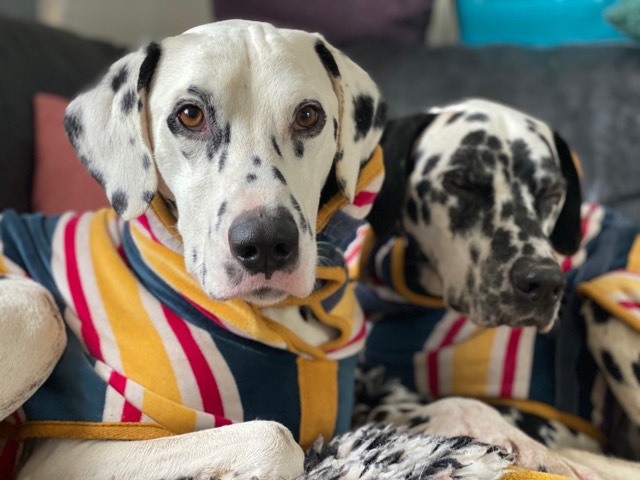 RuffTumbleCoats's tweet photo. Beach Drying Coats - our newest and designer Drying Coat is 25% off in our January sale - WOOHOOH!

Even in the smallest size, you'll save over £10.
SO much less hassle than faffing about with thin towels.... ;)

SHOP: https://t.co/LzAITuXPTS…/design-collection-drying-coatso… https://t.co/OyH5zqoBEw