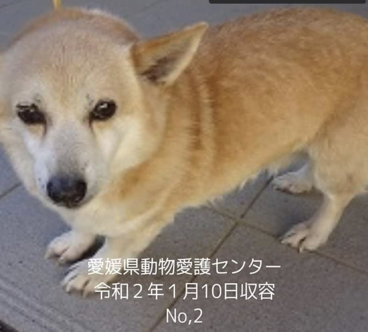 タコ ちゃん Auf Twitter 愛媛県動物愛護センター 愛媛県 愛媛県西条市 愛媛県今治市 愛媛県今治市 愛媛県民 愛媛県大洲市 愛媛県大洲市 愛媛県西予市 愛媛県新居浜市 愛媛県新居浜市 愛媛県東温市 愛媛県伊予市 愛媛県宇和島市吉田町 愛媛県八幡浜市