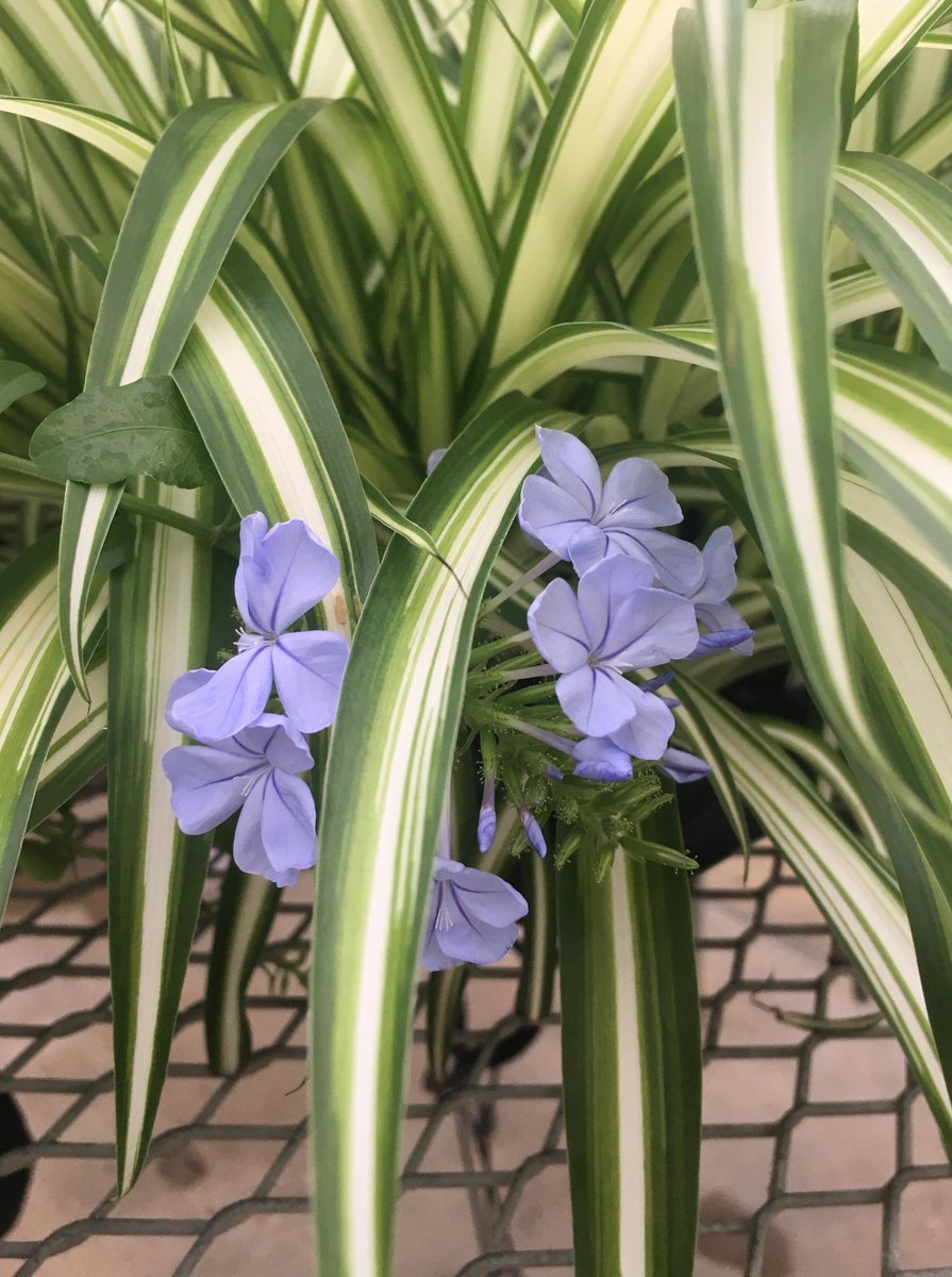 MicandyGardens's tweet photo. Anyone else ever walk through the greenhouse and see a tray in the wrong place, but you like the mismatch so much you take a picture to remember to research for combination pots this spring?

Us too...

#AlwaysGrowing https://t.co/Ub6n8WBteg