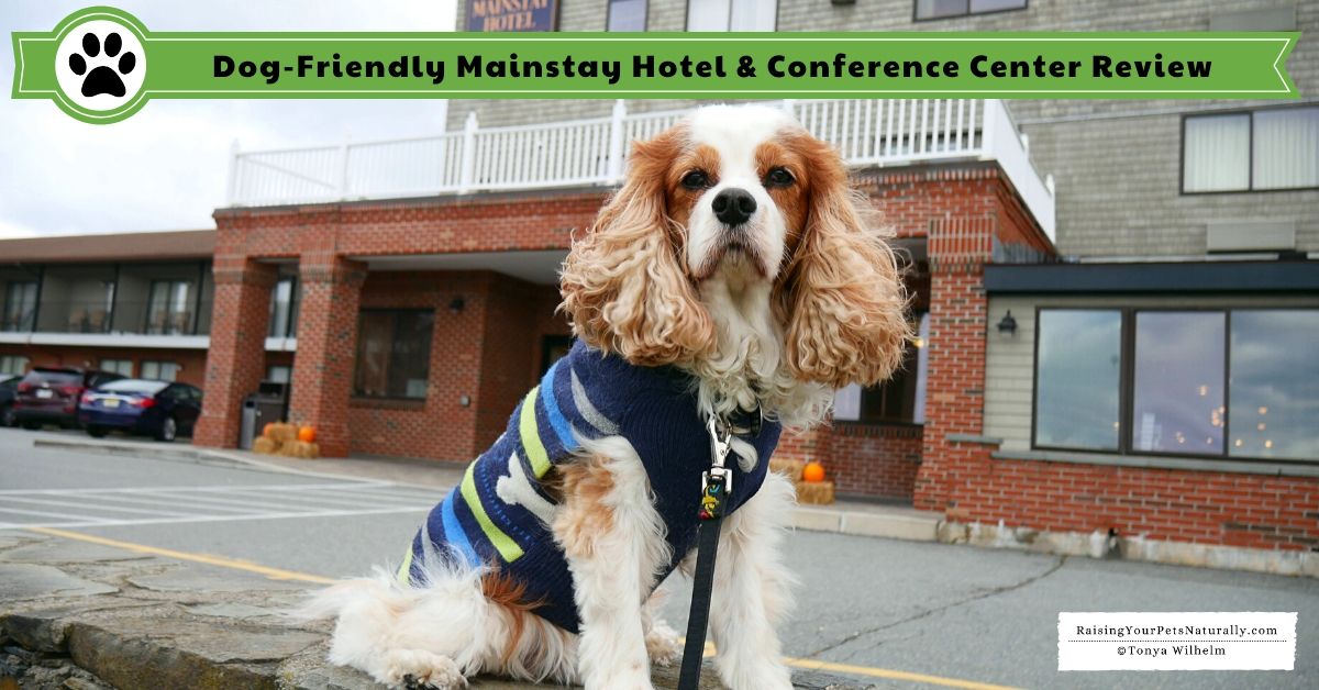 dogtrainer4ever's tweet photo. Pet-Friendly Hotel in Newport, Rhode Island. Dog-Friendly Mainstay Hotel Newport, RI Review. #sponsored --> https://t.co/dDuQKEmB5i #DextersDestinations @Mainstay_Hotel #NewPortRI #Newport #RI #RhodeIsland #VisitRhody #TheClassicCoast  #NewEngland https://t.co/XQvqQkXNwq