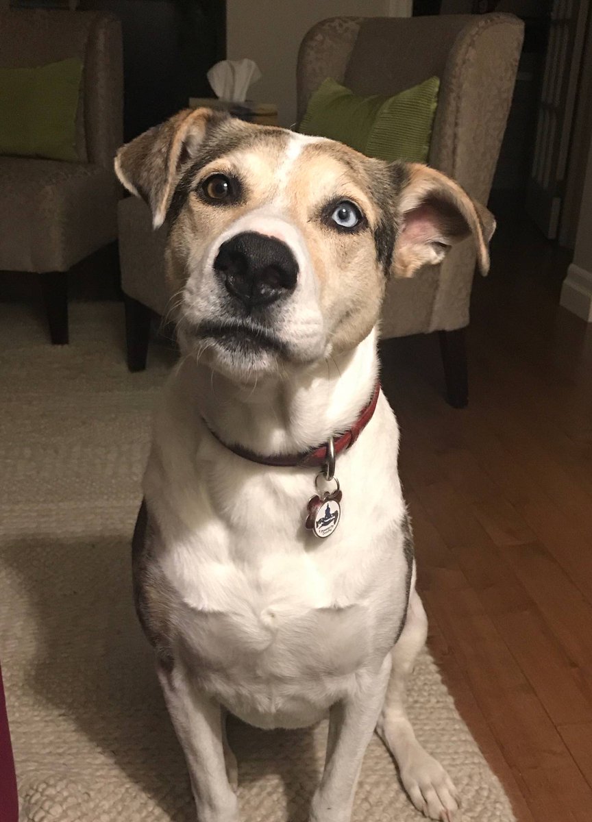 Just a picture of my lovely dog to brighten your morning. #catahoulaleoparddog