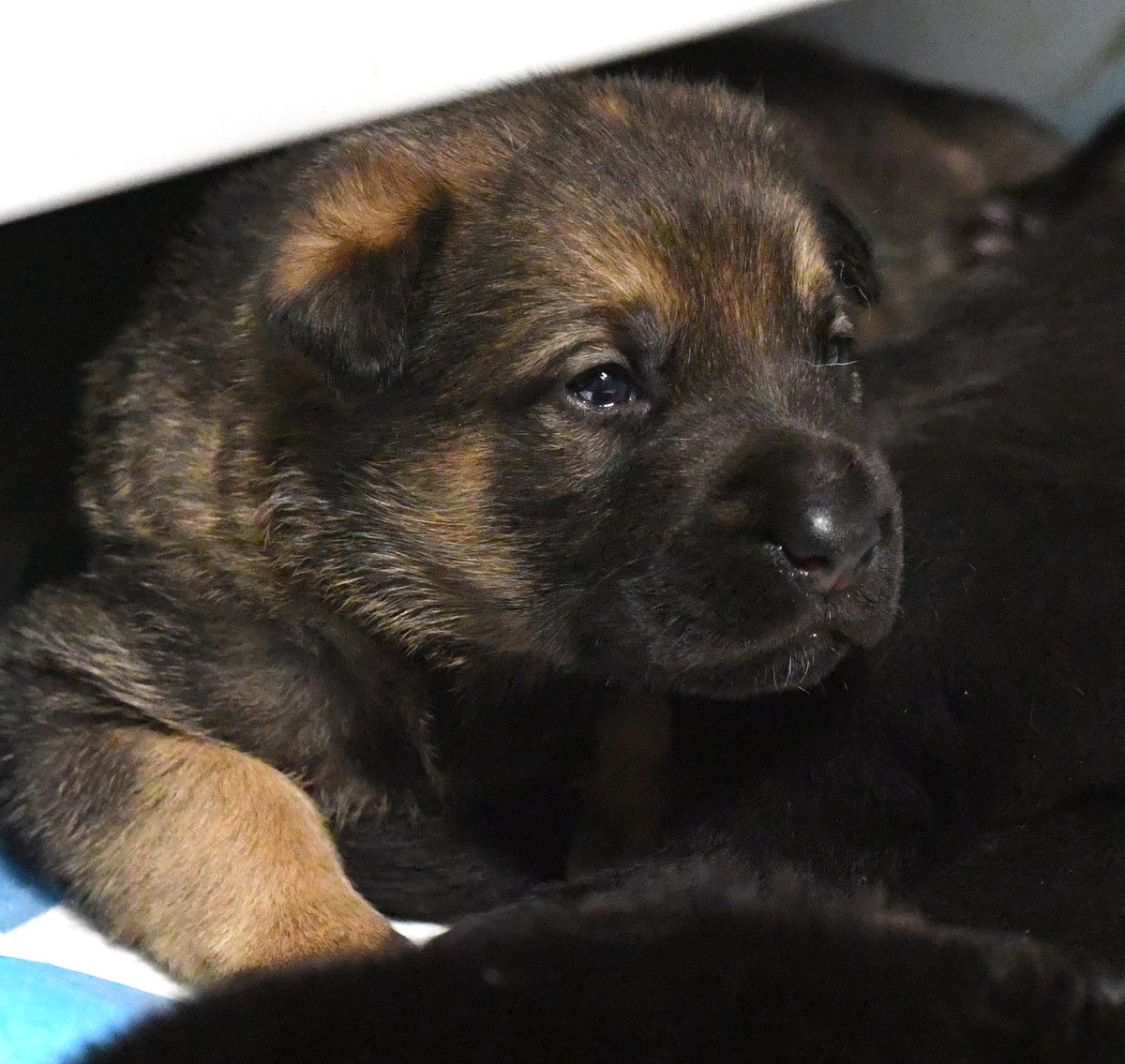 SmileyTailsResQ's tweet photo. Look, mommy! My eyes just opened for the first time!
#Puppies #cute #rescue #adoptme #smileytailsrescue https://t.co/lXSSfZdmrG
