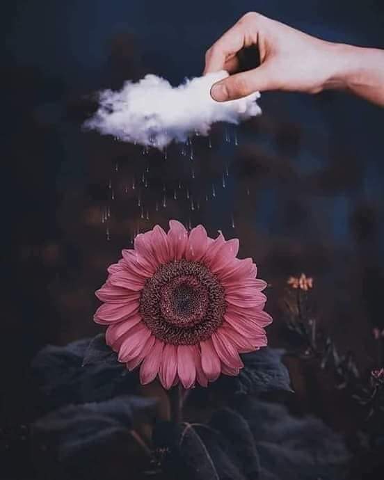 البعض يغيثون الناس كالمطر ,وآخرون يظللون كالشجر 
 وبعضهم كالصحراء مهما زرعت فيهم , لا وفاء ولا ثمر♥️