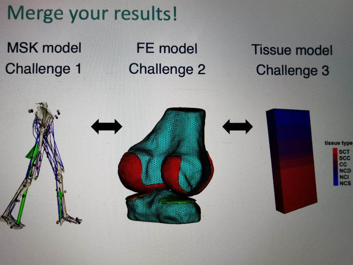 E_DallAra's tweet photo. Last (intense) hours for our teams to solve the #modelathon challenges! How do you integrate different models to optimise personalised treatments for the osteoarthritic knee?
Looking forward to see the solutions tomorrow!
@EPSRC @MultiSimAward @insigneo @OATechNetwork @ESBiomech https://t.co/gdfCzCM6lz