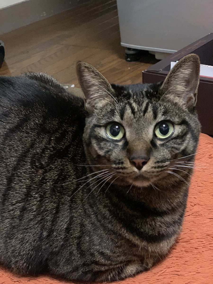 おはぎ猫