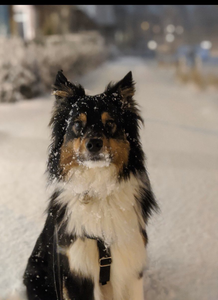 fkstratton's tweet photo. Snow day! @GlobalBC https://t.co/xaO7rAoTMo