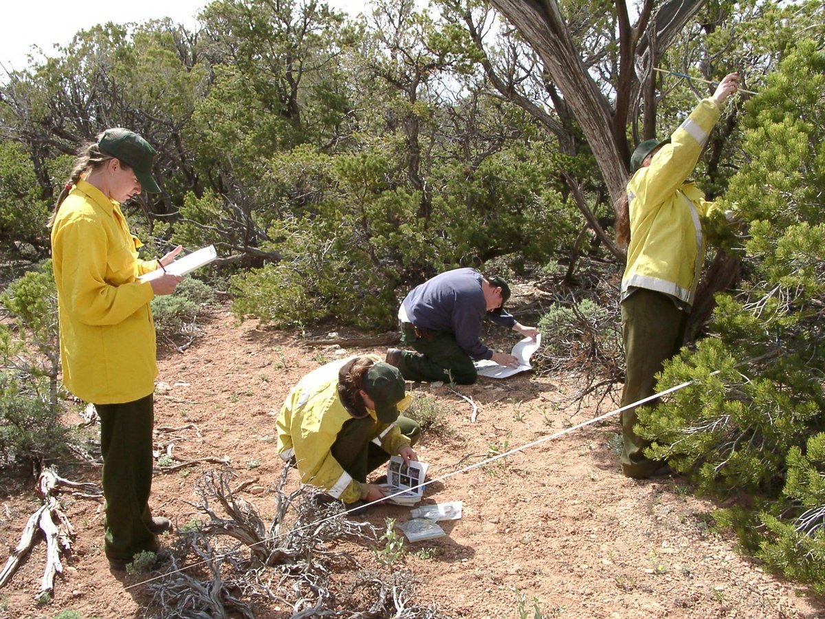 Four people collect plant identification data in the forest