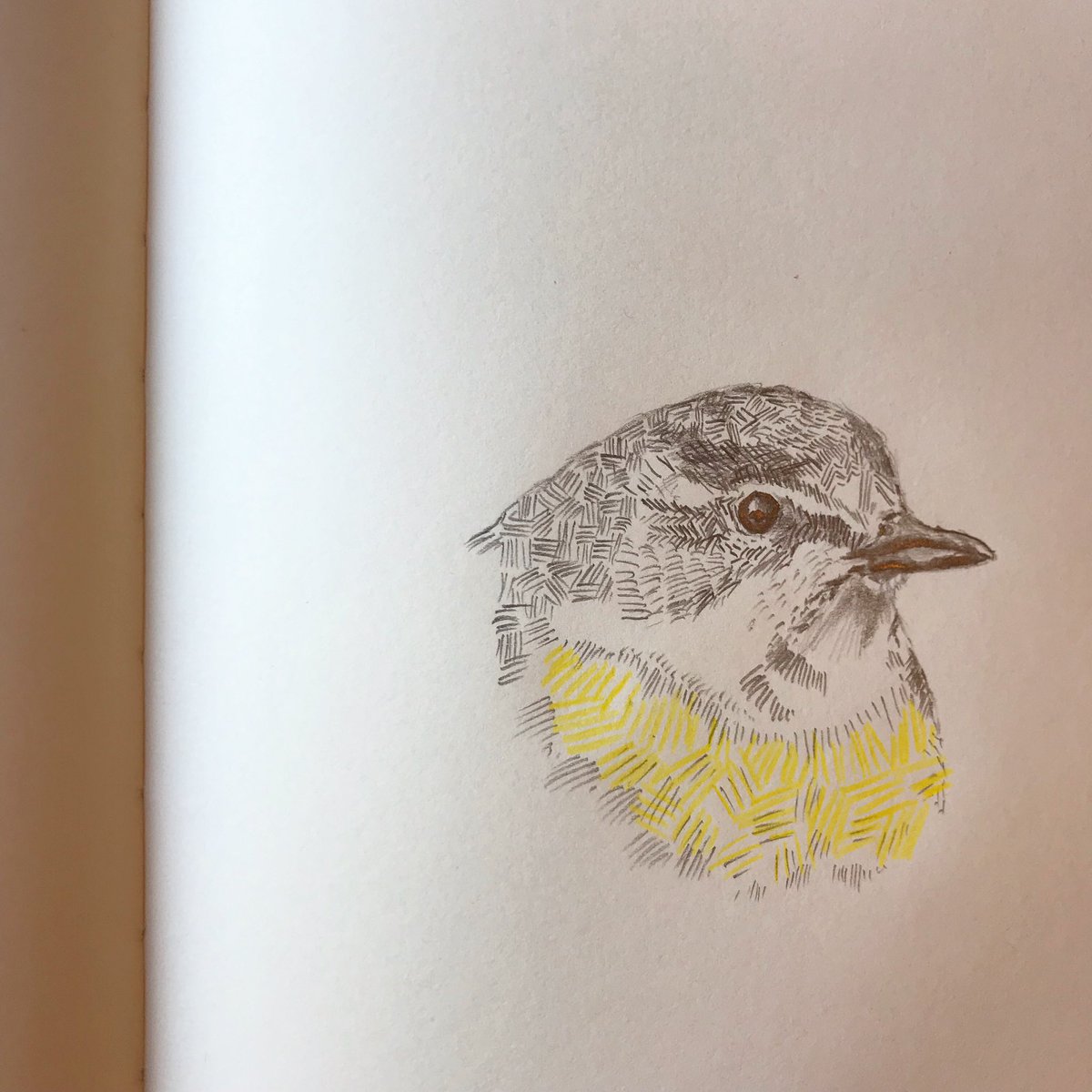 jennasmart's tweet photo. I’ve been doing some drawings of birds for @FADDundee #thebirdsiveseenwhenivebeenrunning a Wren, a grey wagtail and a Siskin, amongst others! Over on Bluebelle Bombshell on insta and fb. #bluebellebombshell #fadd2020 @RSPBScotland @ScotWildlife @BBCSpringwatch https://t.co/K6AgrHQM6L