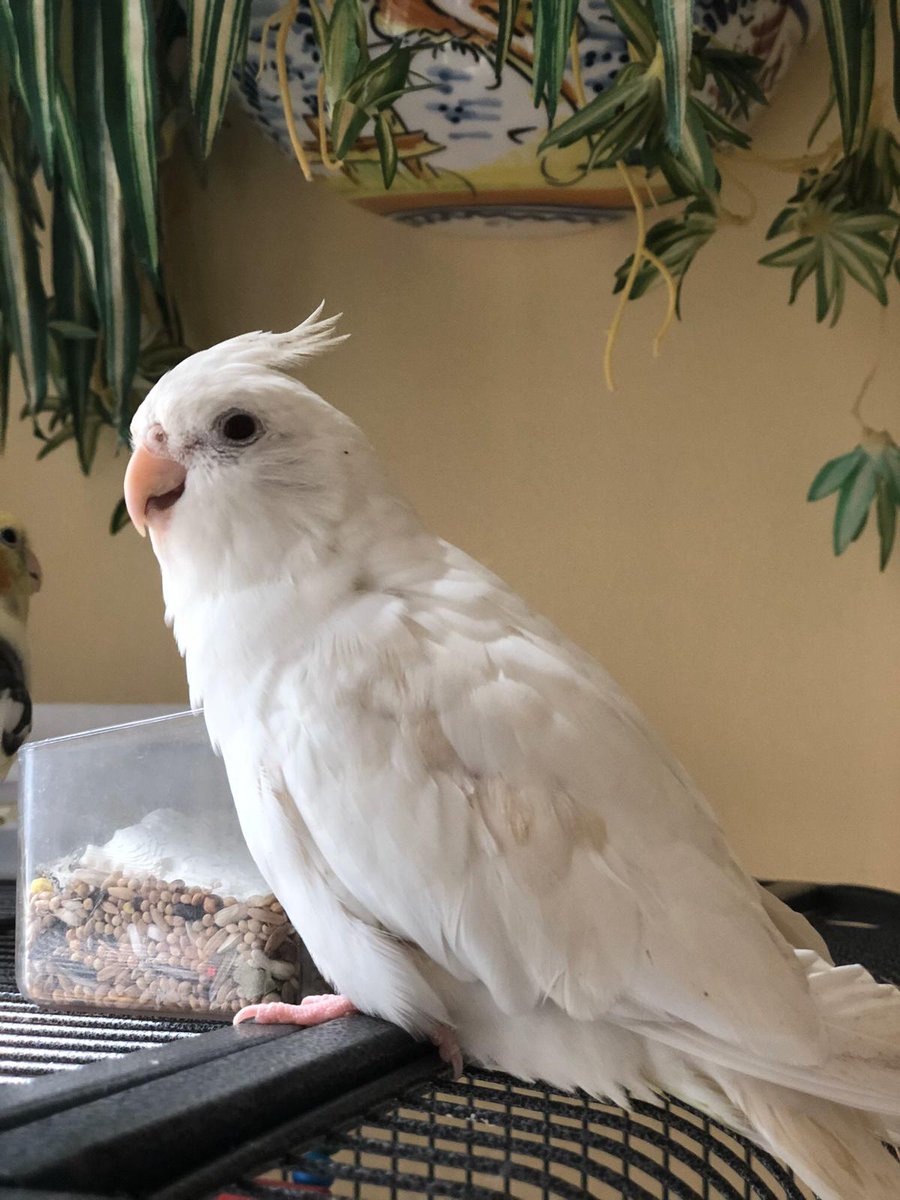 Se ha perdido esta ninfa albina, responde al nombre de Blancanieves. Tiene 10 meses. No está anillada y es dócil porque se ha criado a mano, no sobrevive por si misma. Se ha escapado por una azotea de #Arahal, calle Madre de Dios y San Pedro.Ofrecen recompensa económica.