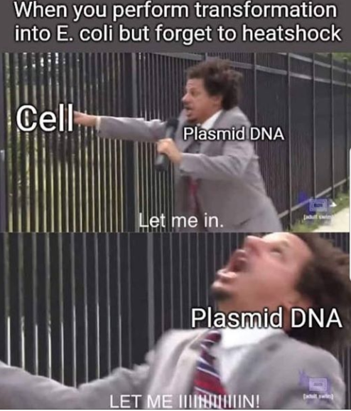 ChemCruz_Chems's tweet photo. #ScienceFunny #Humor #transformation #EColi #plasmid #dna #biotech #biochem https://t.co/oiY5w14q9u