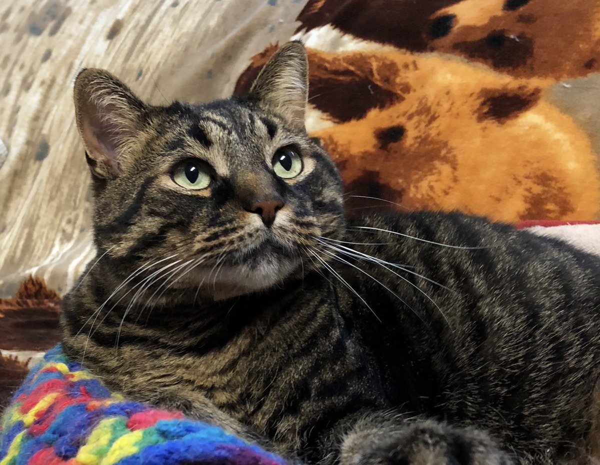 KeitherKeith's tweet photo. π·ππ·ππ·ππ·ππ·ππ·
Itβs #WhiskerWednesday .
Micker had so much fun yesterday doing the tongue out thing, he asked to be featured today as well.
I said βOKβ. I will share my Twitter.
If you will share your tunas!! ππ
Ha! #GoKeithGoKeithGoKeith
#CatsOfTwitter https://t.co/Ft76zUAPbk
