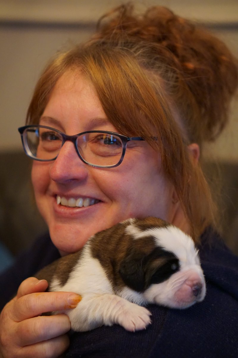 HelenWaind's tweet photo. Wow - how she's grown in 12 weeks!   Shelby is awesome, we love her so much already!!  #stbernard #saintbernard #saint_bernard #StBernard #Dog #dogsoftwitter #doggo #giantdog #dogsofinstagram #puppy #puppies #CutePuppy #stbernardpupy https://t.co/vFgr4PeDsz