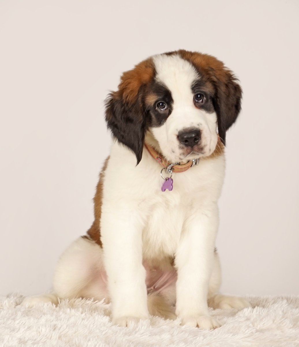 HelenWaind's tweet photo. Wow - how she's grown in 12 weeks!   Shelby is awesome, we love her so much already!!  #stbernard #saintbernard #saint_bernard #StBernard #Dog #dogsoftwitter #doggo #giantdog #dogsofinstagram #puppy #puppies #CutePuppy #stbernardpupy https://t.co/vFgr4PeDsz