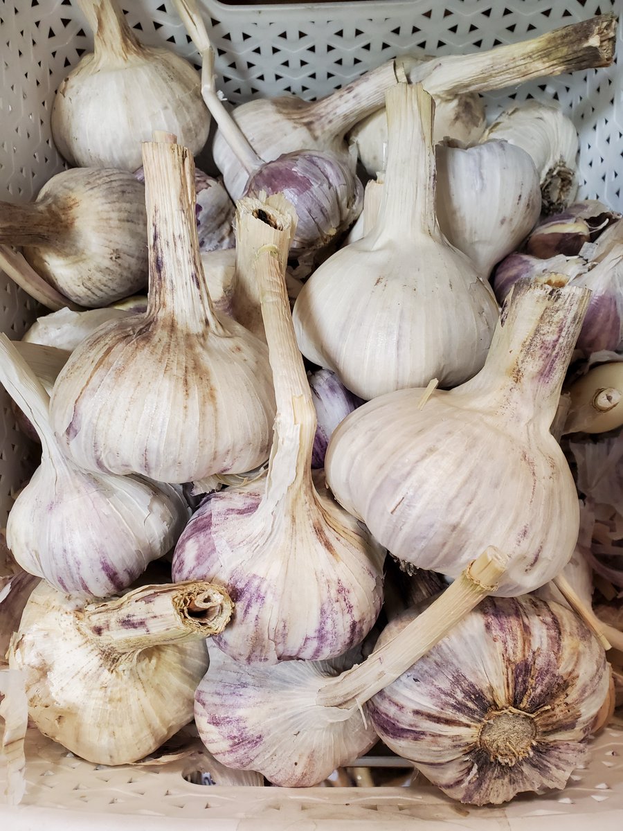 Scarpones_YYC's tweet photo. Our local garlic is huge. A hopeful cure to whatever ails you in this cold weather. ๐๐ง๐ง #garlicforlife https://t.co/13jqfHqAV6