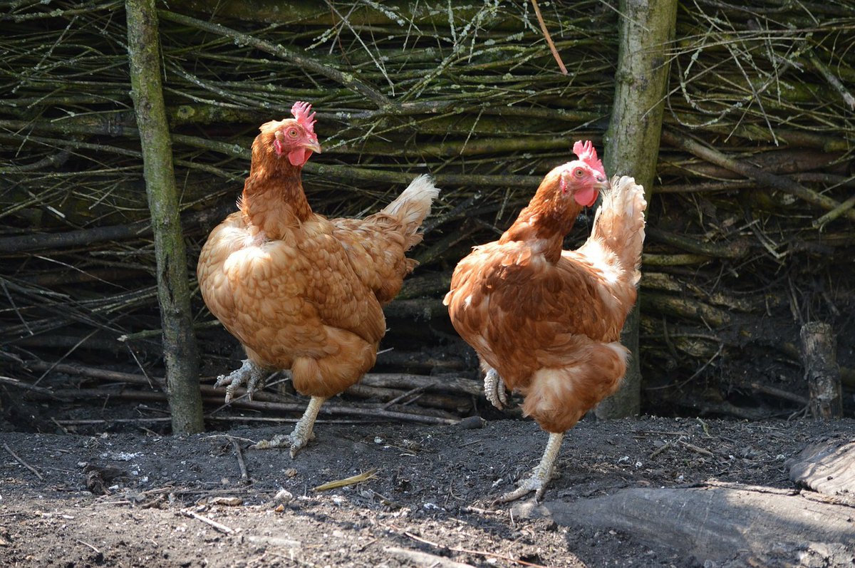 swallowbarnwd's tweet photo. Heading towards the weekend like...#dancingchickens #chooks #farmlife https://t.co/0ZZ2y3KHoe