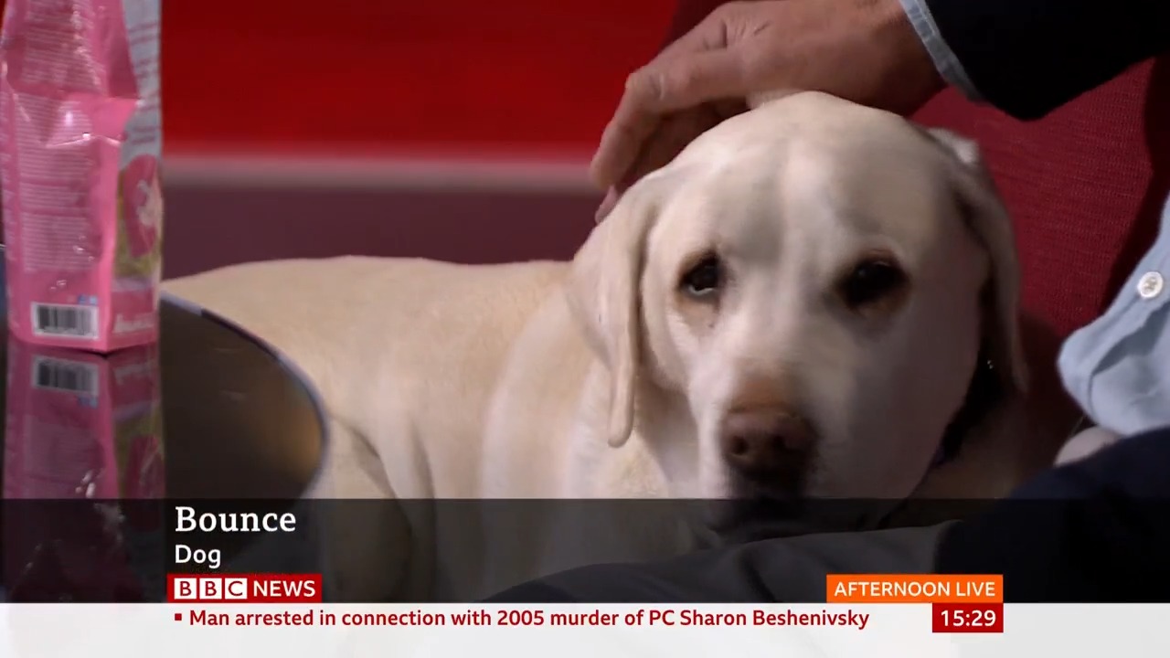 BBC News (UK) on Twitter ""Bounce the dog is back on BBC News" for an item about a new