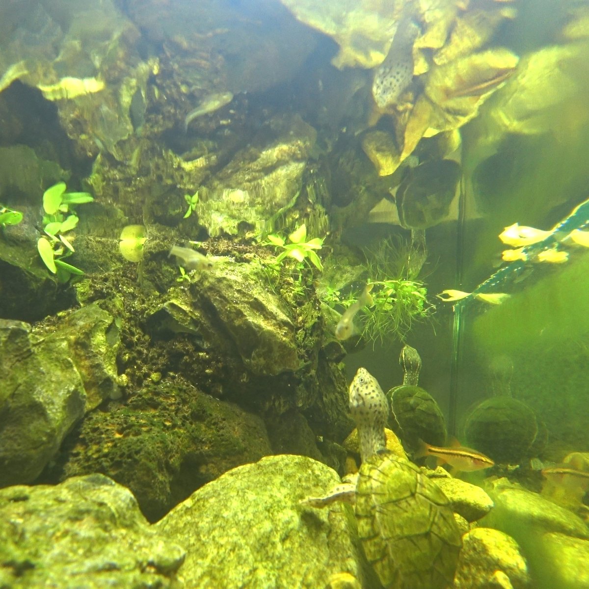 Gg562QPzwN9Kbqj's tweet photo. Turtle everyday life
https://t.co/tmu2mBDN3q
#aquaterrarium #paludarium #terrarium #terrariums #moss #plantedtank #aquascape #vivarium #mossterrarium #fish tank  #turtle in aquarium #common musk turtle #razorbackturtle #거북이키우기 #커먼머스크터틀 #레이저백 #레이저백머스크 https://t.co/oQrkzZyReB
