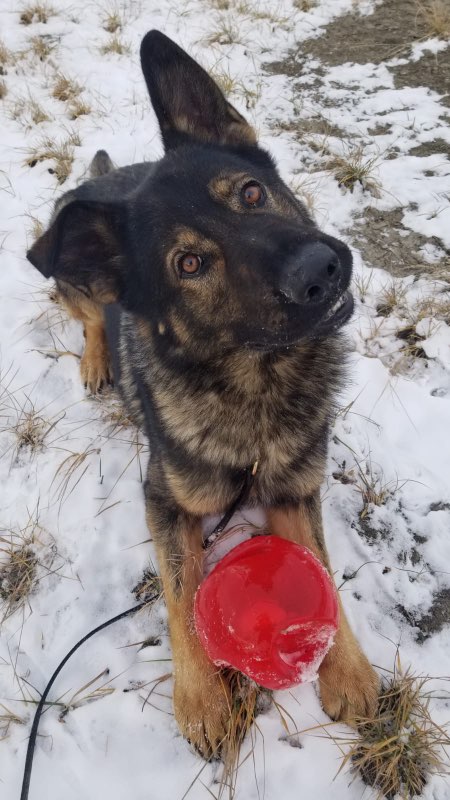 RCMPAlberta's tweet image. Happy 2nd birthday to one of our newest PSDs, Luke! Luke works in Lethbridge with his partner Cpl. Gawne. #DogsOnDuty