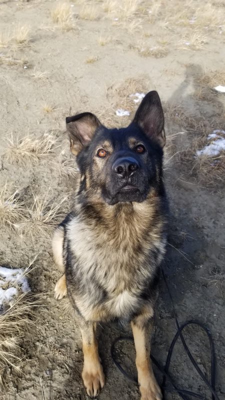 RCMPAlberta's tweet image. Happy 2nd birthday to one of our newest PSDs, Luke! Luke works in Lethbridge with his partner Cpl. Gawne. #DogsOnDuty