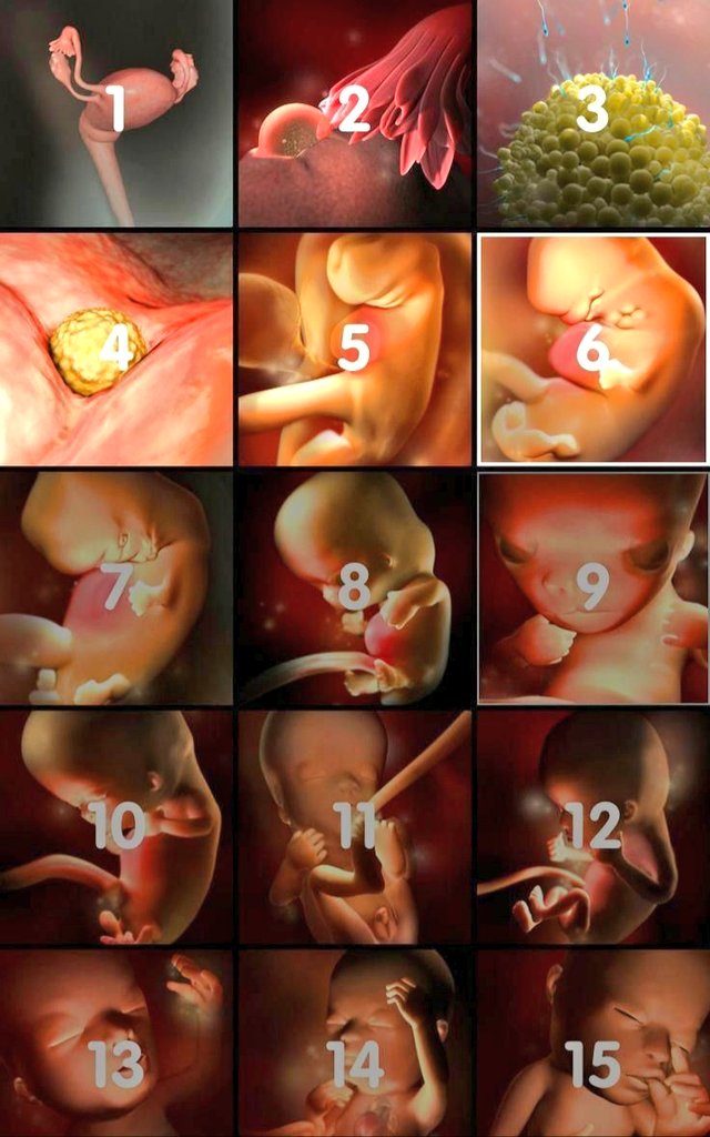 Not_Your_janem's tweet image. &quot;We have indeed created man in the best of moulds&quot;...
Al Quran 95:4