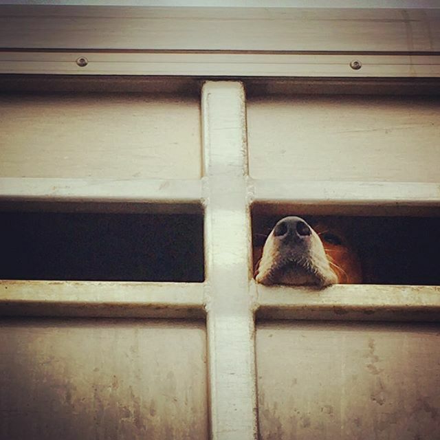 HawkHound1's tweet photo. All the best days start this way.  #pytchley #foxhoundsofinstagram #tallyho  #oldenglishfoxhounds #readytogo https://t.co/JdFq5rw0Y7