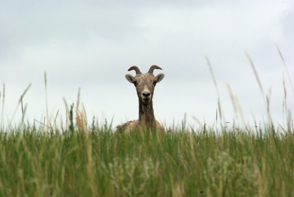 Bighorn sheep peeking through prairie grasses