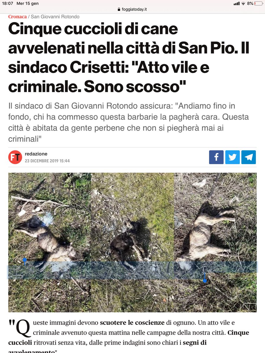 DipRoss's tweet photo. @GabriellaBargh1 E ‘ molto strana questa DEPORTAZIONE,E VERSO DOVE⁉️⁉️
#ProfessoreMicheleCrisetti,Lei che insegna #DIRITTOEDECONOMIA,e ha la delega alla #Cultura,eletto,aveva detto che #SanGR sarebbe stata “la casa di tutti”,REALIZZI questo proposito contro chi uccide O deporta i cani‼️💔💔 https://t.co/UsW5Pdsly6