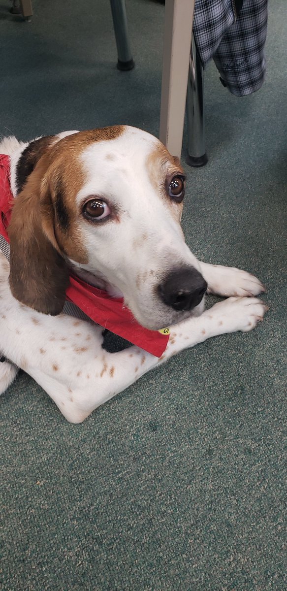 Therapeutic Paws of Canada visited the MPSS library today! Lots of snuggles from these fluffy friends!