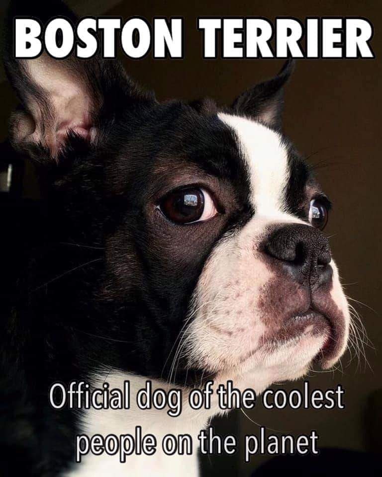 bterrierdogs's tweet photo. That is a fact.
#bostonterrier #cool #people https://t.co/Fayyfkb1mu