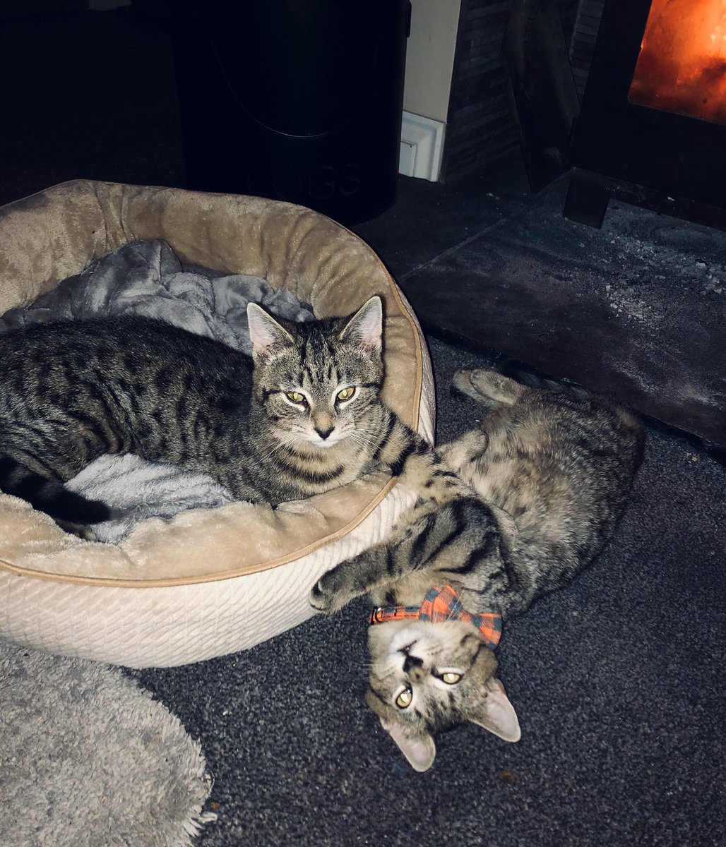 These two have kept me company the last couple of days..

We rescued them through <a href="/earanimalrescue/">Eden Animal Rescue</a> - they’re taking some winning round as they’ve not had much human contact but we’ll get there.

What do you think of Jimmy in his orange dickie bow? ☺️

#AdoptDontShop #Cumbria