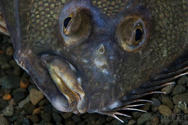 DepthNZ's tweet image. Fishers who lease quota from processors are usually required to sell their fish to them—but because he owns his quota, Karl Warr’s wife Sarah is able to market his fish directly to customers, and can catch about a quarter of what he used to for a better … ift.tt/30pouHR