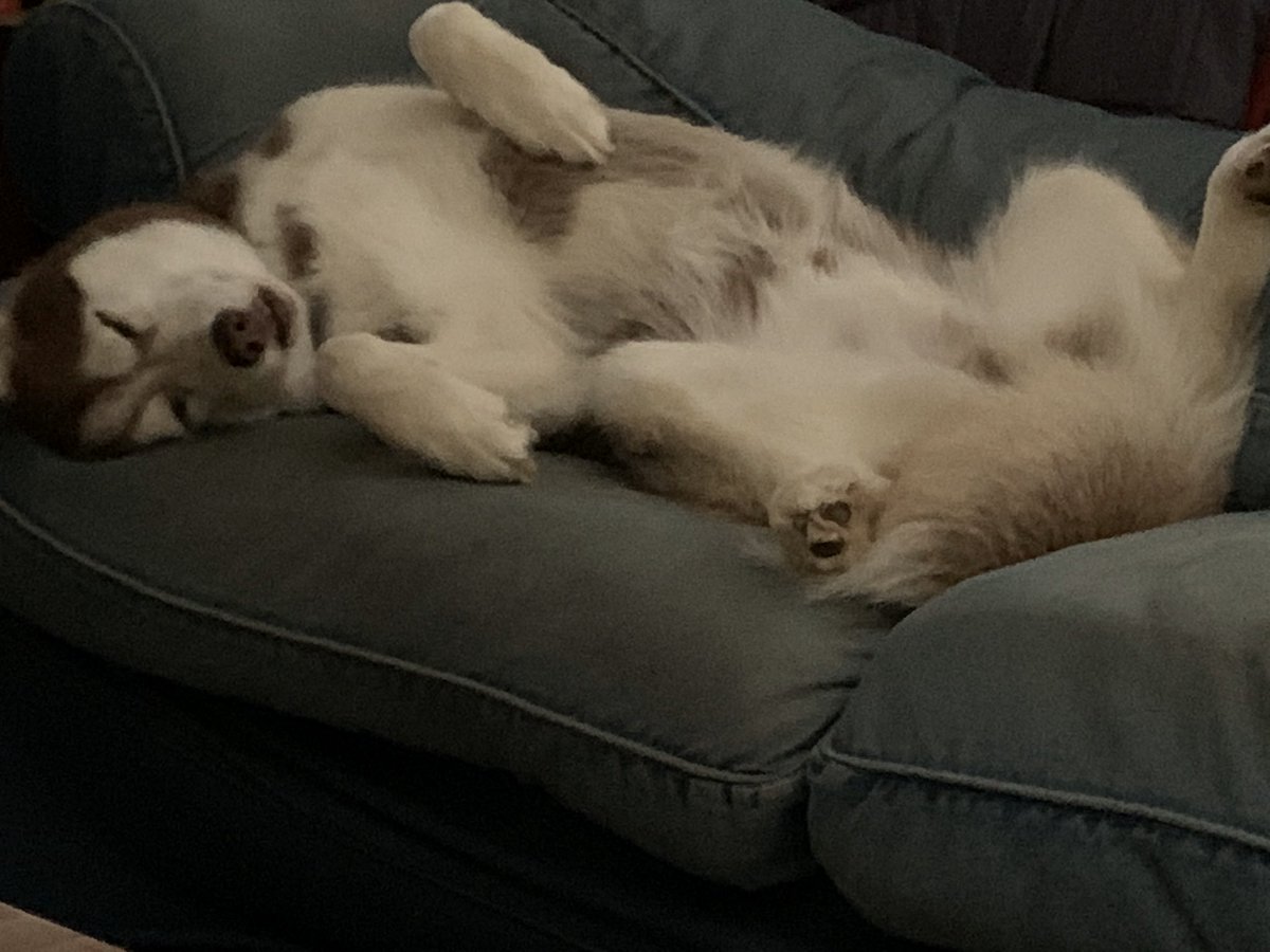 Sasha_Dominique's tweet photo. Keeping it classy there Loki 👍🏼

#LokiTheHusky #SiberianHuskies https://t.co/guvPLeMYtb