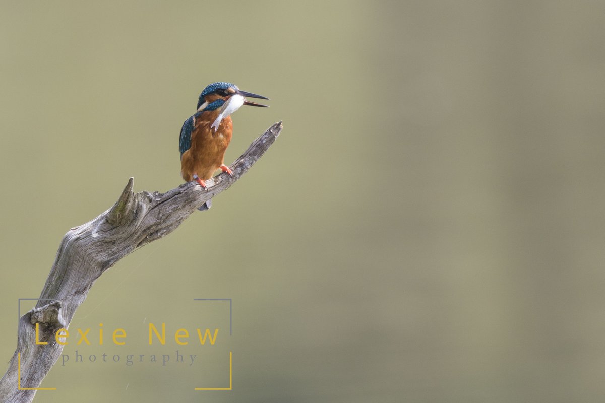 LexieNewPhoto's tweet photo. Did someone say dinner? Once this kingfisher had caught it's prey, it repeatedly hit the fish on the branch before turning it and swallowing it whole. #wildlife @WildlifeMag #WildlifeWednesday #lovemyjob https://t.co/yMLGw114L4