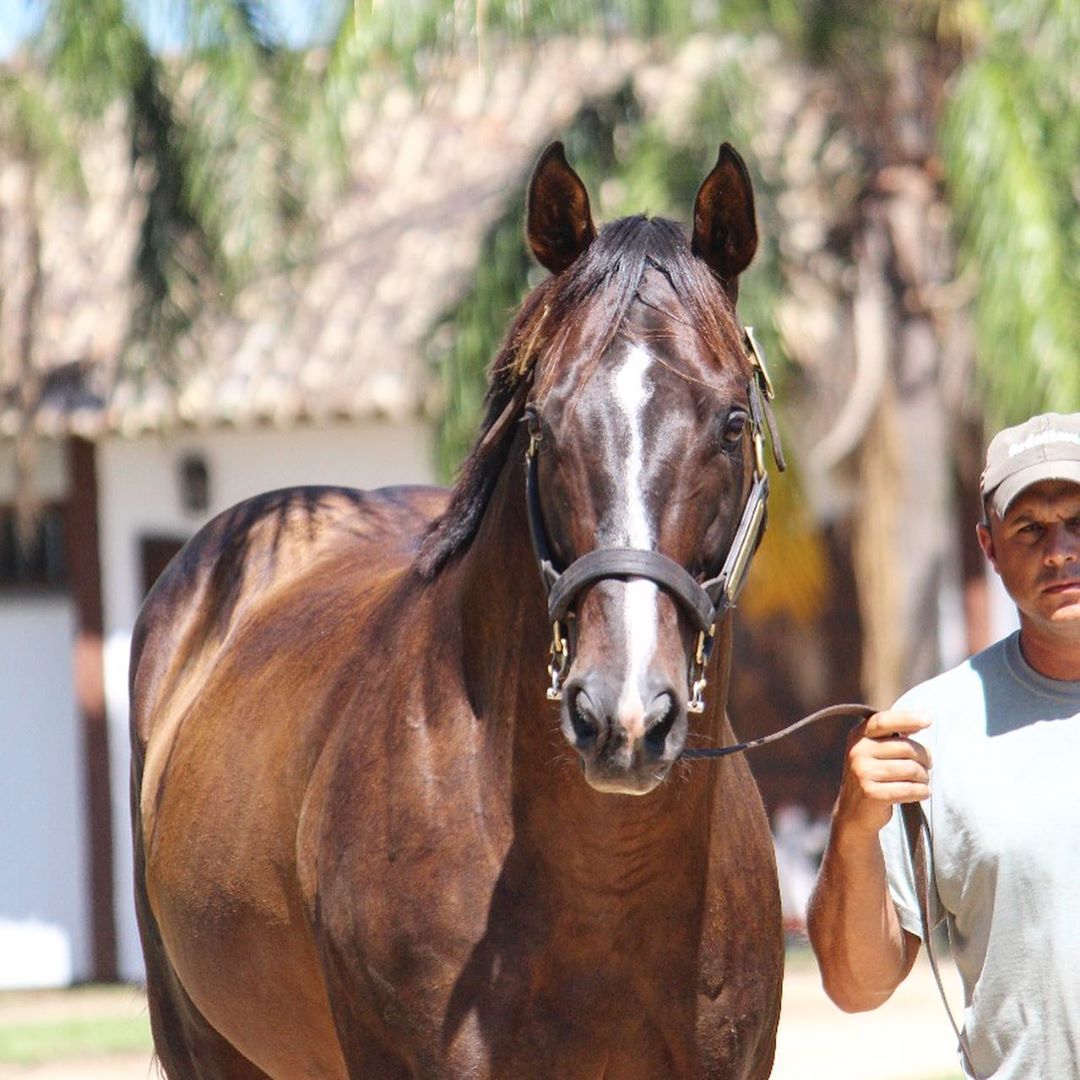 _iofthestorm_'s tweet photo. Verrazano loving life at Haras Old Friends, Brasil. @coolmoreamerica https://t.co/UwnFA52G0L