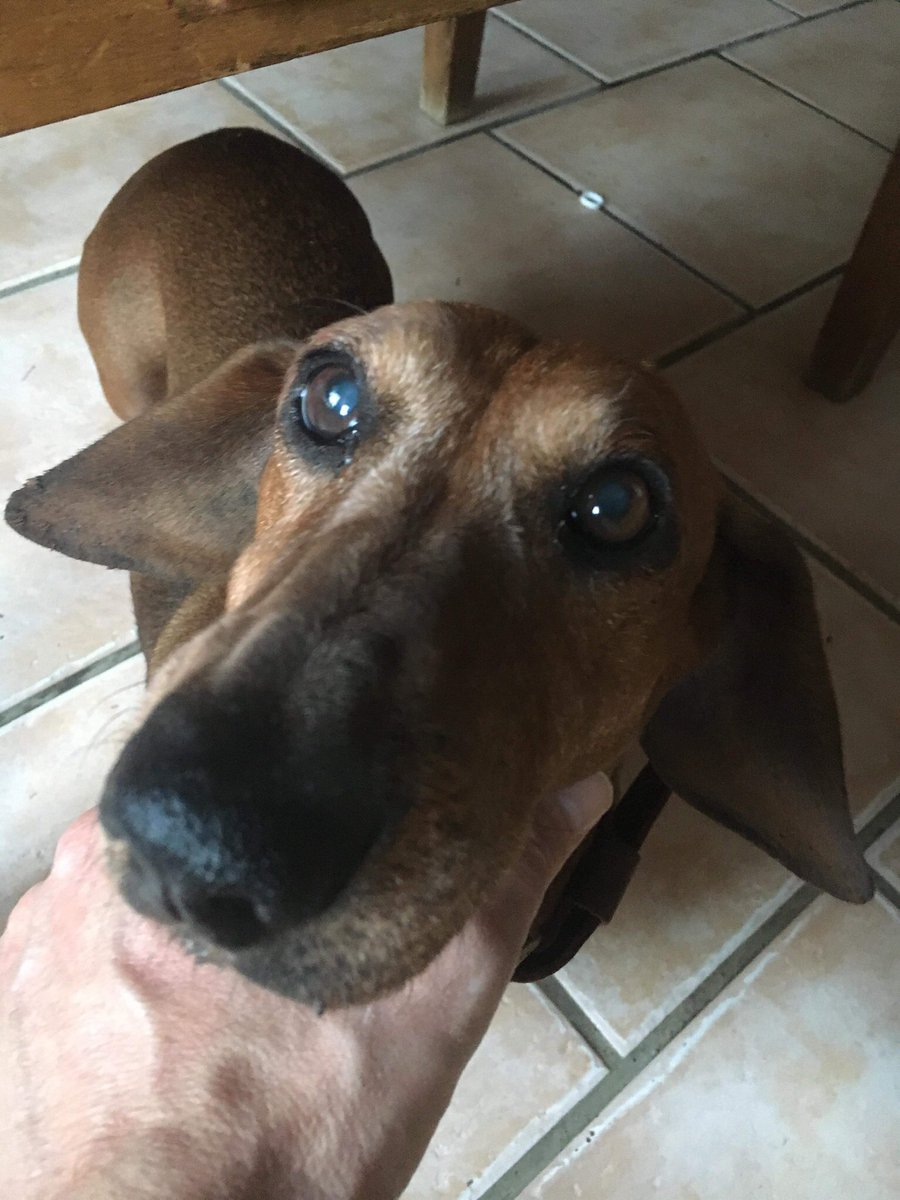 llaumeguigui's tweet photo. rip Bambou 2006-2020❤️🙏🏼 https://t.co/Vc039hSMqT