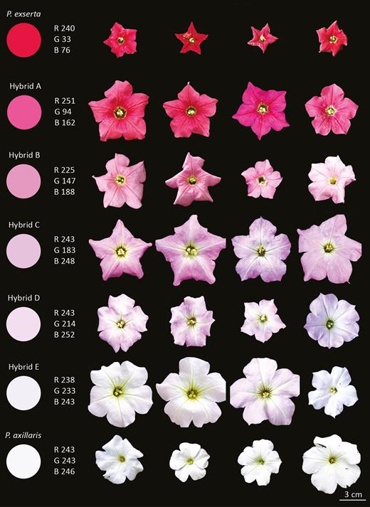BotJLinnSoc's tweet photo. New article: Morphological characterization of sympatric and allopatric populations of #Petunia axillaris and P. exserta (#Solanaceae). #Sympatry #Allopatry #Morphology #Hybrids #Backcrossing #Brazil. #UFRGS. Teixeira et al.
https://t.co/IxU99HDdIX https://t.co/YZSDjgDxTF