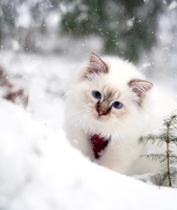 Aquilo’s favorite thing is a walk in a winter wonderland…in Norway!
Thanks, aquilothebirmancat
My Cat Told Me: The Magical Journeys of BrambleBerry Rose
#mycattoldme #cat #reincarnation #adopt #catsofinstagram #rescue #brambleberry #rose #birman #sacredbirman #birmancat #norway
