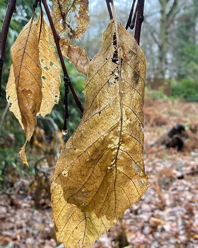 cydski's tweet photo. Golden treasures in Felbrigg Great Wood. I think the fairies have been especially busy with their magic dust 🤔 🧚‍♂️ 🍂  #leaves #forest #golden #nationaltrust #felbrigghall #norfolk #nature #woods #fairy https://t.co/NYPqhSP2mX https://t.co/be7Prk8UO7