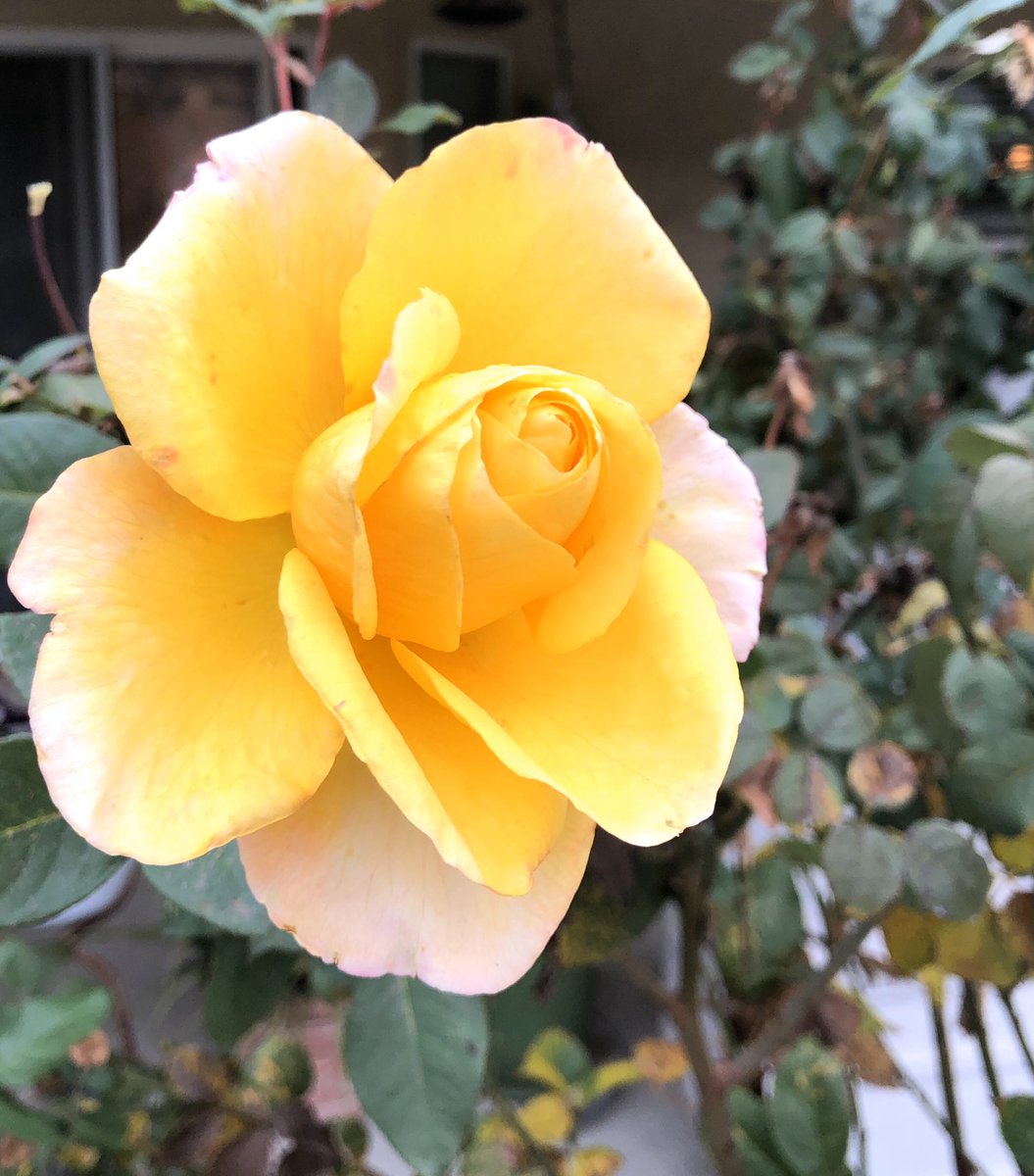 KathrynBarker4's tweet photo. Last rose of winter! Bright and beautiful! ๐Happy Wednesday!
#wednesdaymorning #lastrose #brightandbeautiful #Godscreation #thankful https://t.co/g6mioa9o1v