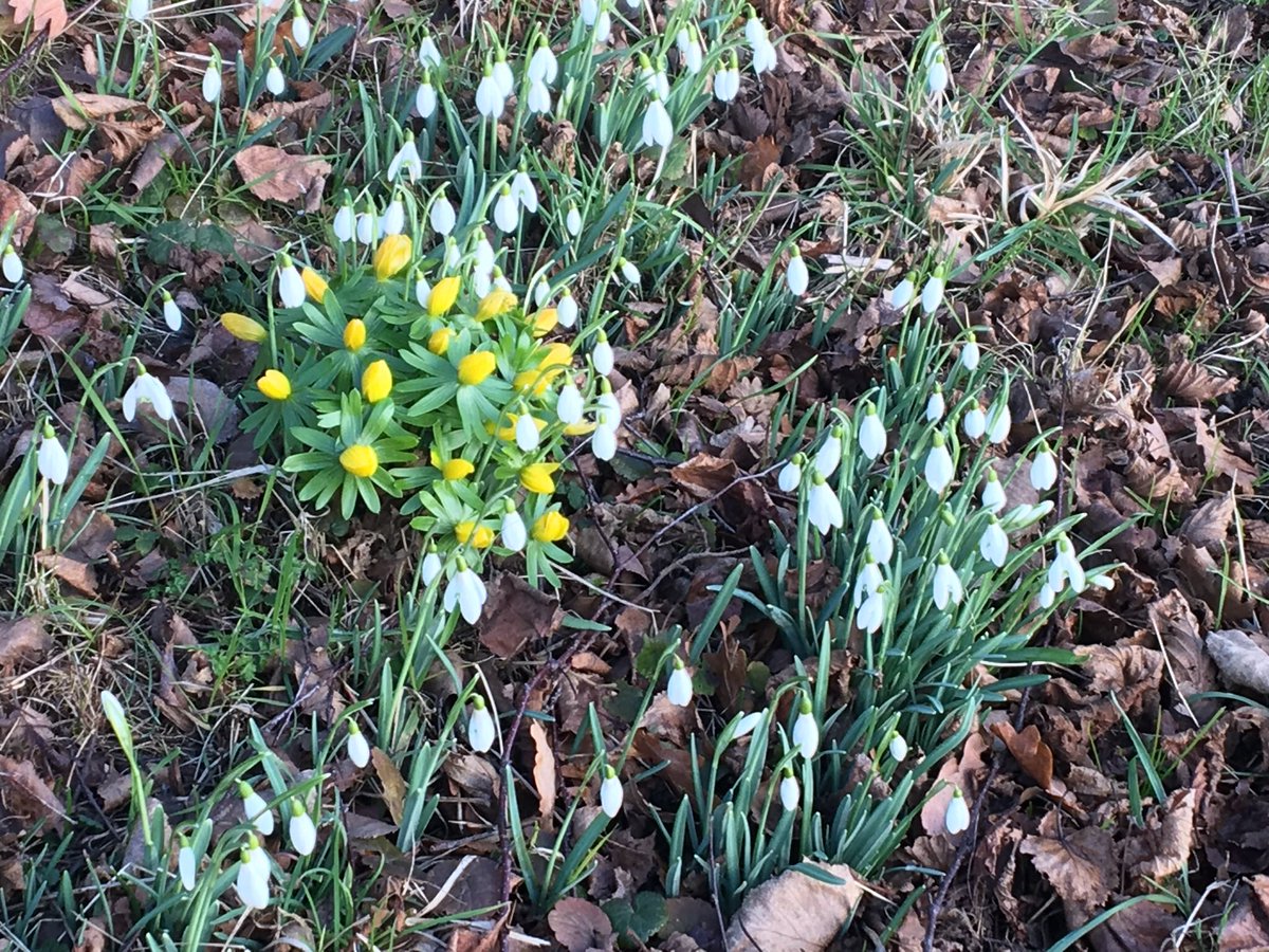 SueDavi31048088's tweet photo. Dare I hope this is spring on the way?!?! #springonitsway #dryfields #happyRPDS https://t.co/WKlnAeLGB9