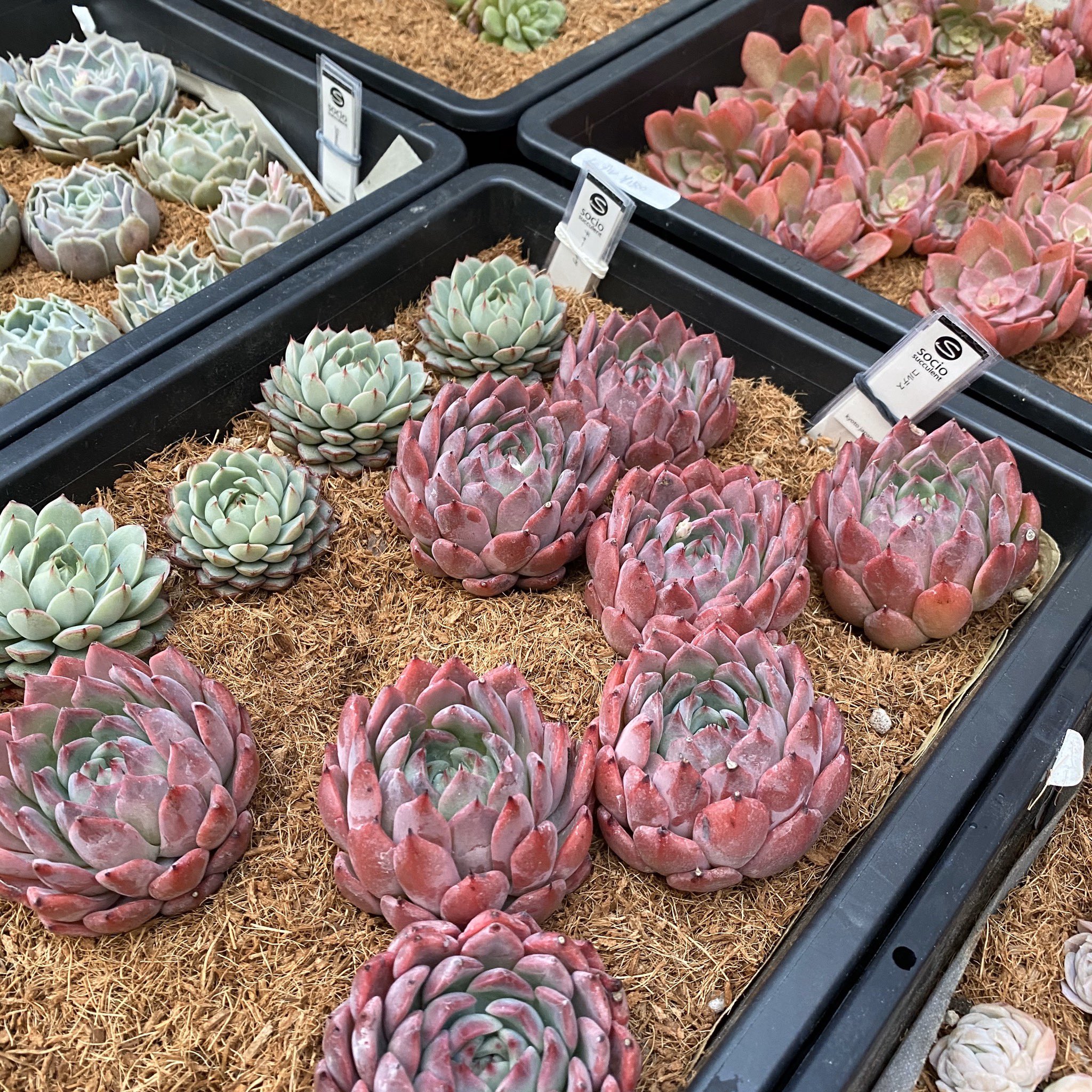 Sociosucculent おはようございます 本日16日木曜日は12時から16時の営業です 昨日も0苗ほど来ています コルテス ノーブルは追加で来ています 雨降らんといて欲しいなー 今日からアロエカレーもデザートもありますよ Sociosucculent おはようございます 本日16日木曜日は12時から16時の営業です 昨日も0苗ほど来ています コルテス ノーブルは追加で来ています 雨降らんといて欲しいなー 今日からアロエカレーもデザートもありますよ