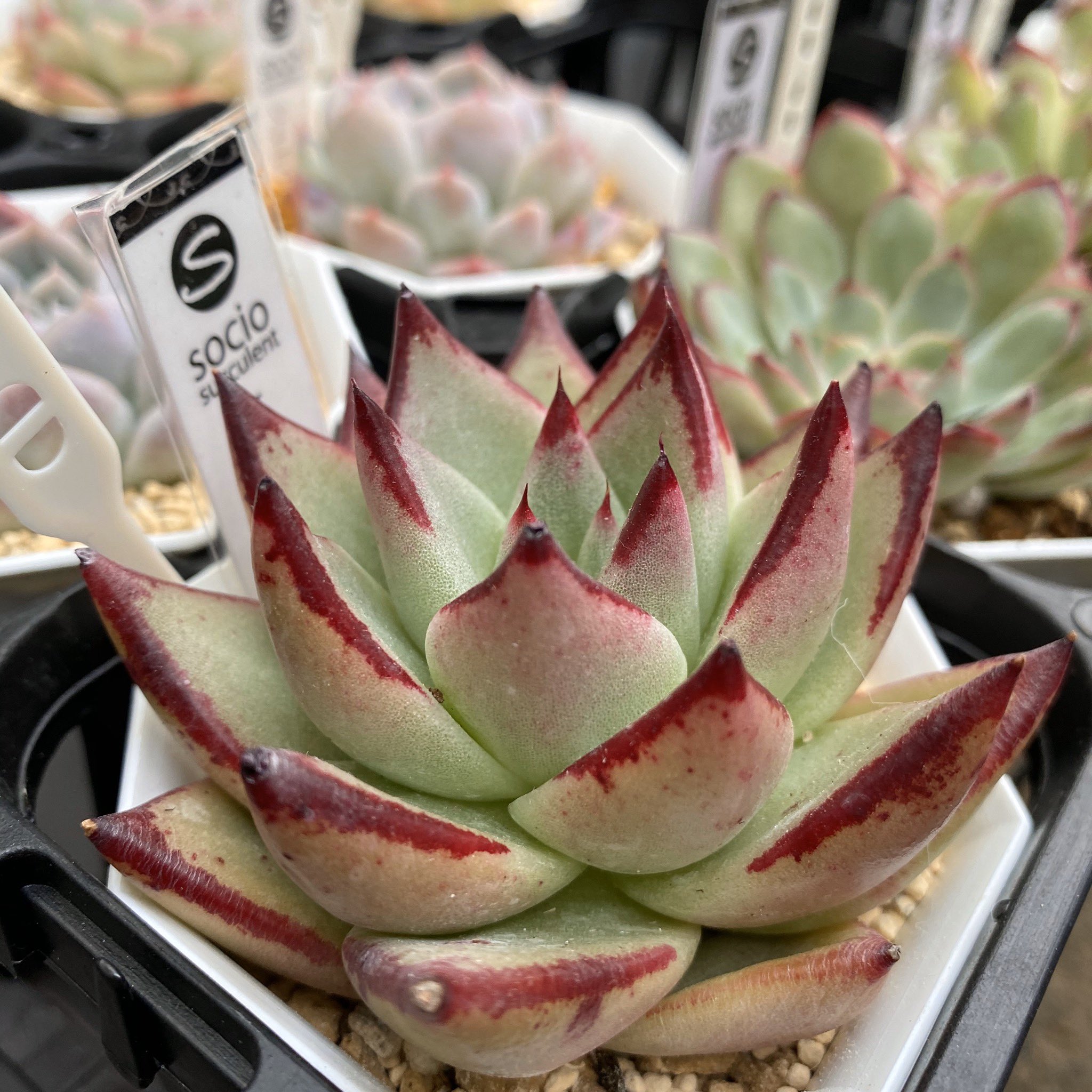 Sociosucculent V Twitter おはようございます 本日16日木曜日は12時から16時の営業です 昨日も0苗ほど来ています コルテス ノーブルは追加で来ています 雨降らんといて欲しいなー 今日からアロエカレーもデザートもありますよ Sociosucculent Sociosucculent V Twitter おはようございます 本日16日木曜日は12時から16時の営業です 昨日も0苗ほど来ています コルテス ノーブルは追加で来ています 雨降らんといて欲しいなー 今日からアロエカレーもデザートもありますよ Sociosucculent