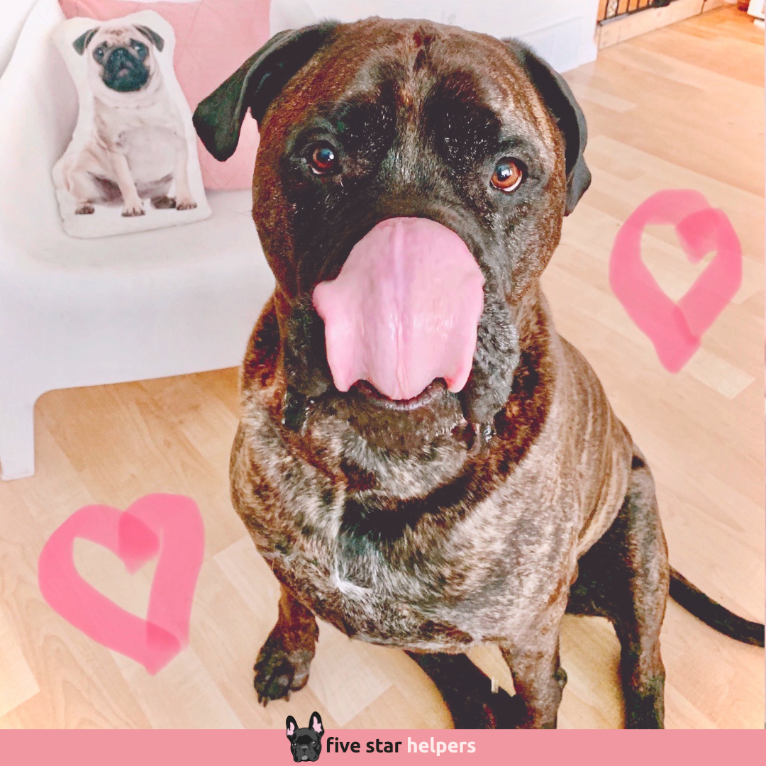 FiveStarHelper's tweet image. ❤️ There is no bigger lover of treats at Five Star than our adorable VIP super dog, Sir Gryphon the Mastiff.

If there is a treat to be had, Sir Gryphon will be the first dog in line.

p.s. We also offer Dog &amp;amp; Cat Sitting in "your" home.

➡️ fivestarhelpers.com/request/