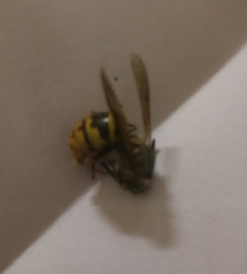 Årets första geting dök upp i mitt hem idag. Tyvärr avskyr jag getingar, så var tvungen att avliva den.