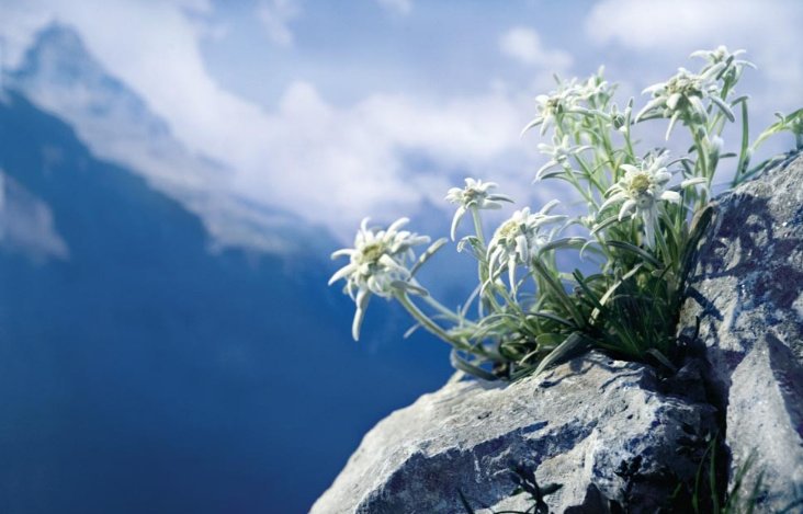 Follow 世界の花 一覧 S Sekai No Hana Latest Tweets Twitter