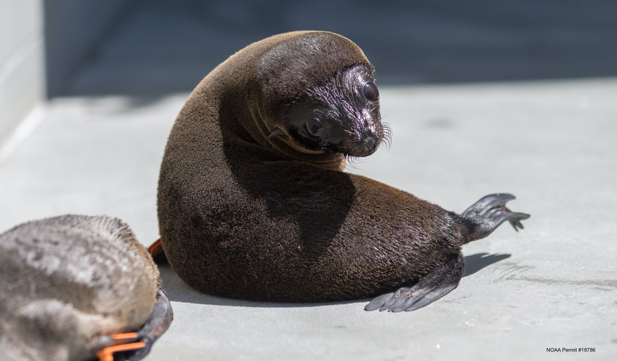 TMMC's tweet photo. Our experts investigate why patients like #GuadalupeFurSeal Zefur strand because they're #EcosystemIndicators and provide insights into both ocean and human health π Support #ScientificResearch that will help ensure a healthy ocean future at https://t.co/6OeCWBlFMZ. https://t.co/Hr5PZkGkD9