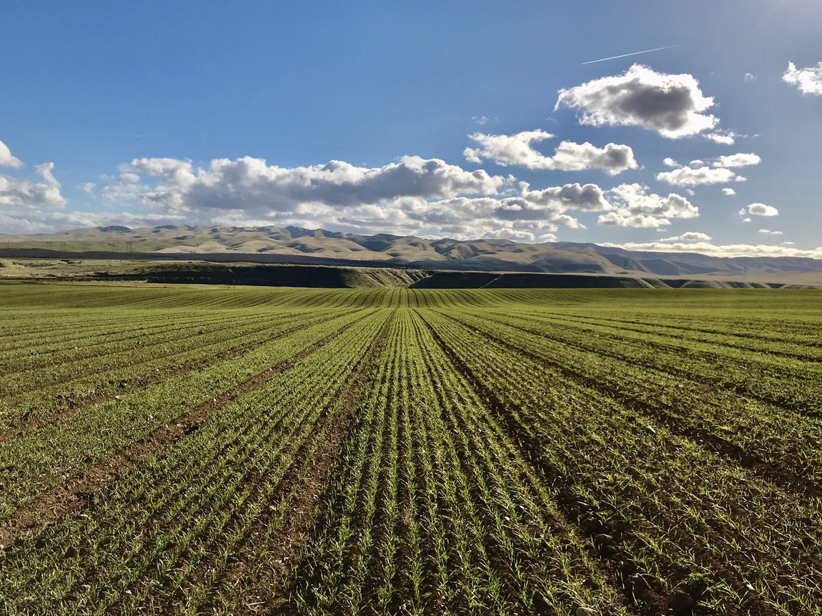 More cover crops. #regenerativeagriculture #organicfarming #covercrops #SanJoaquinValley #California #farmart #farmphotography #CaliforniaCoastRange