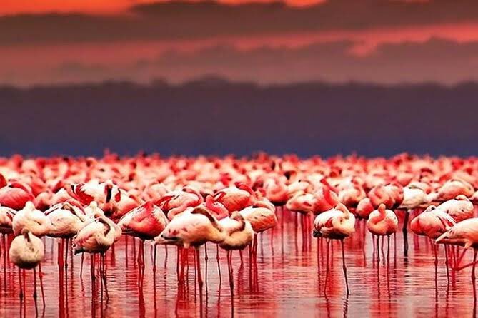 “Lake Natron in Tanzania is one of the most incredible attractions in the world. Visit : tripinaighttanzania.com  for attractive offers on travel to Tanzania” #natron #selbermachen #tanzania #savetheplanet #gogreen #picoftheday #photos #geo #magazinegeo