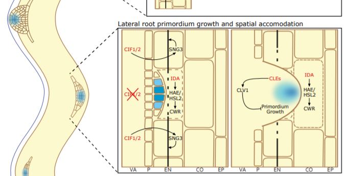 PlantPhys's tweet image. UPDATE:  Peptide-Receptor Signaling Controls Lateral Root Development @JorisJourquin #SignallingAndResponse #RootDevelopment #Peptides #PlantBiology doi.org/10.1104/pp.19.…