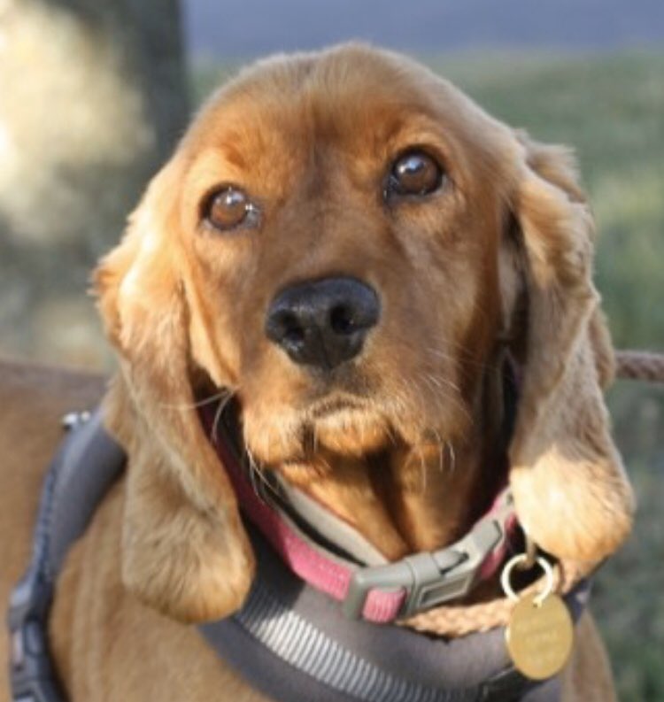 rosieDoc2's tweet photo. CHLOE #SpanielHour this beautiful girl seems to of just vanished ☹️ that can’t happen....where is she? 17/9/19
Chipped/tagged/spayed VERY NERVOUS EX BREEDING DOG not aggressive but fearful of ppl. NOT HOOD WITH OTHER DOGS #Tillgate PARK, #RH10
https://t.co/Q8QU9rCADo https://t.co/AYRBTW3p2M